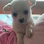 Nadir Guzellikte Beyaz Disi Sivava Bebegim