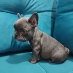 A Kalite Ev Uretimi French Bebekler