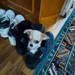 Aile Ortamında Sosyalleşmiş Maskeli Erkek Chihuahua Yavrusu