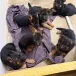 Secereli Sov Kalite Alman Coban Kopegi Yavruları