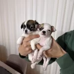 Son Iki Yavru 45 Gunluk 1 Numara Kucuk Boy