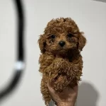 Poodle Yavrularımız