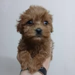 Irk Garantili Antialerjik Maltipoo Yavruları