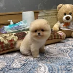Orijinal Pomeranian Boo Teddy Bear Suratlı
