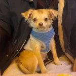 Yavru Chiuahua 3 Aylık