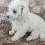 Maltipoo Ogullarimiz Yeni Yuvasini Ariyor