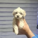 Antialerjik Tuy Yapılı Minyatur Maltipoo