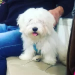 Turkiyenin En Guzel Maltese Terrier Bebekleri