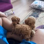 Toy Podde Yavrularımız