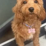 7 Aylık Disi Maltipoo Asıları Tam