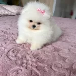 Teacup Efsane Disi Yavrumuz