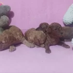 En Tatlı Toy Poodle