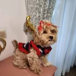 Oya Adlı 3 Aylık Disi Kopegimize Ev Arıyoruz