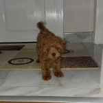Orginal Irk Toy Poodle