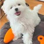 Korean Teacup Maltese Terrier Yavrular