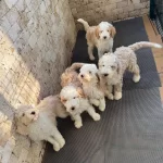 Giant Poddle Yavrumuz