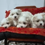 A Kalite Maltese Bebekler