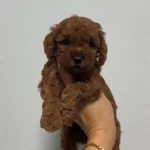 Toy Poodle Sevimli Yavrular