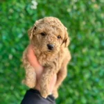 Sevimli Maltipoo Cinsi Yavrular