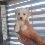 Tuvalet Egitimli Minyatur Maltipoo
