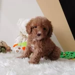 Toy Poodle Sevimli Yavrular
