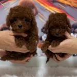 Red Brown Kore Poodle Yavrular