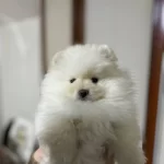 Bebegimiz Yeni Yuvasını Arıyor