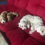 Beklenmedik Hamilelik Oldugu Icin Dogum Yaptı