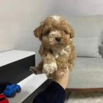 Maltipoo Cinsi Ev Uretimi Yavrular