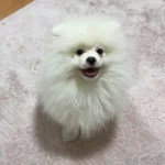 Asıları Tam Kucak Kopegi 4 Aylık Pomeranian