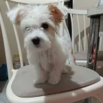 Maltese Kopek Ilanı