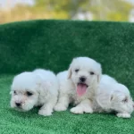 A Kalite Maltese Terrier Yavrular
