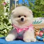 Minicik Suratli Ayicik Pomeranian Bebekler