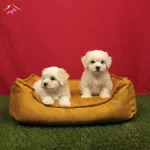 Pamuk Gibi Maltese Terrier Yavrularımız