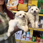 Kar Beyaz Irk Garantili Maltese Terrier Yavruları