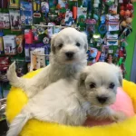 Kar Beyaz Irk Garantili Tea Cup Maltese Terrier Yavruları