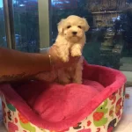 100 Safkan Kar Beyaz Maltese Terrer Yavruları