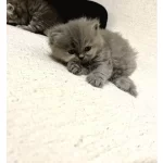 britişh longhair minnaklarım yuvasını bekliyor