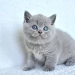 Top Kafa Gri British Shorthair Yavrumuz