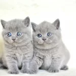 Küt Kafa Gri British Shorthair Yavrularımız