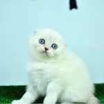 Bem Beyaz Ns 1133 Scottish Fold