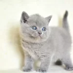 Küt Kafa Gri British Shorthair