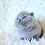 Küt Kafa Gri Scottish Fold Yavrumuz
