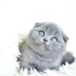 Pofuduk Silver Scottish Fold