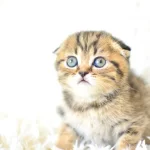 Top Kafa Ny24 Golden Scottish Fold