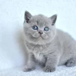 Top Kafa Gri British Shorthair Yavrumuz