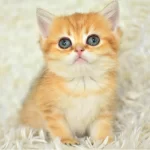 Golden Ny11 British Shorthair Yavrumuz