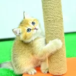 Sampiyonluk Guzelliginde Ny12 Golden British Shorthair