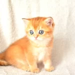 Şampiyon Soyundan Ny11 Golden British Shorthair