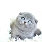 Muhtesem Top Kafa Gri Scottish Fold